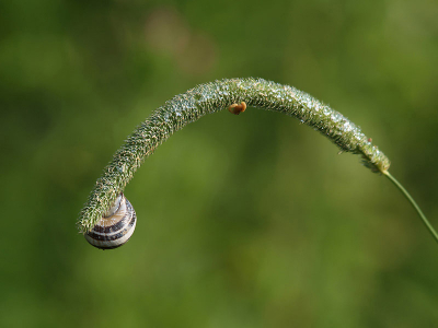 <i class='fa fa-user'></i> Alexander | Zwartgerande Tuinslak  <i class='fa fa-eye'> 90</i>   <i class='fa fa-comment-o'> 3</i>