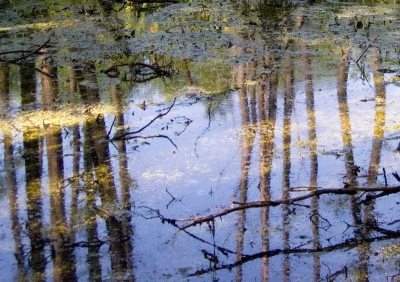 Reflecties van bomen en zonlicht in het broekbos zonder rotatie.