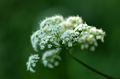 Sinds kort in het bezit van een canon macro 100mm 2.8 USM, ben er nog volop mee aan het experimenteren.
Ben zelf redelijk tevreden over dit resulaat, wat grotere scherptediepte zou wellicht nog iets beter zijn.