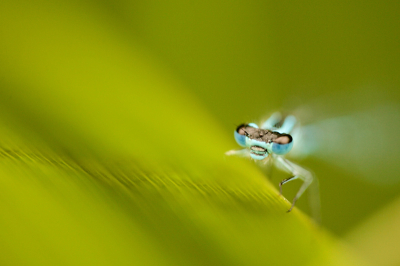 Het was bewolkt weer,maar ben toch in de ochtend ff langs geweest bij m'n (vaste) stekje, en inderdaad ze zaten er!!
