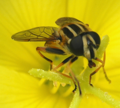 in onze tuin op de stamper van een sleutelbloem