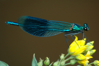 Mannetje Weidebeekjuffer, gefotografeerd in natuurgebied de Tikkebroeken