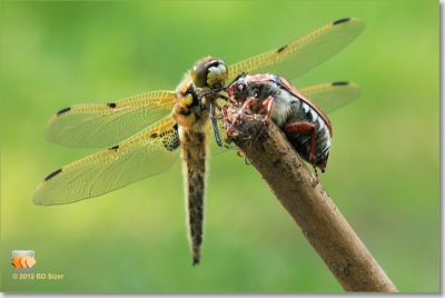 n van de eerste foto`s gemaakt tijdens de workshop macrofotografie in de AWD.