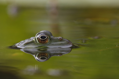 Foto in eigen tuinvijver. Een 2-tal kikkers zijn toegekomen die ons geregeld storen gedurende de nacht. Ik ervaar dit niet echt als een probleem.