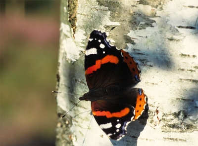 Ergens op het Roozendaalse Veld in Gelderland is een atalanta niet weg te slaan van een 'bloedende' berk.