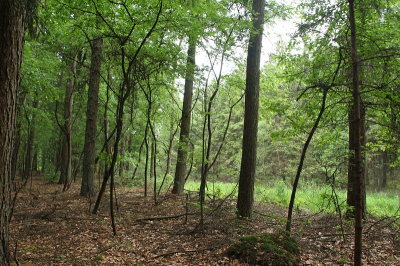 Het was tijdens de workshop in het bos koud, nat en regenachtig. Veel inzicht in een nat bos.