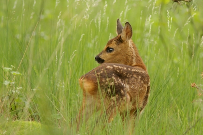 Struinend over een bospaadje kwam ik opeens dit reekalfje tegen. Nadat hij me ontdekte en even had aangekeken snuffelde hij rustig verder over het pad, in mijn richting. Even later liep hij het bos in waar hij om zich heen stond te kijken. Dat is het fotomoment.