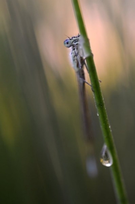 's ochtends, opkomende zon enigszins nevelige ochtend, aan een kleine plas in het zogenoemde watermolenbeekbos te Roosendaal