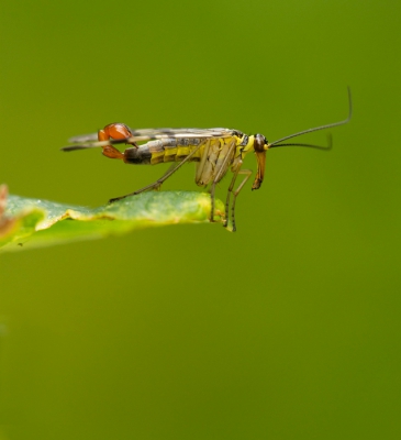 Wat een wereld gaat er soms voor je open bij het gebruik van een macrolens. Zo ziet deze vlieg er in eerste opzicht "normaal" uit. Maar door de zoeker van de camera ontpopt deze vlieg zich tot een schitterend insect.