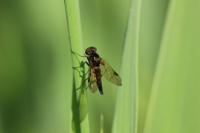 Vroeg in de ochtend genomen, zat aan de oever tussen het riet.