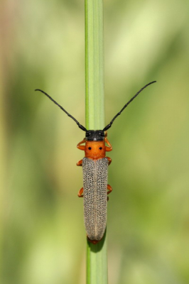 Gisteravond in Millingerwaard, heb ik deze boktor na een kort kat-en-muis spel (hij zat maar niet stil :-)) uit de hand gefotografeerd. Het is een nieuwe soort voor mij.