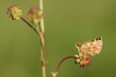 Dit dikkopje heb ik in het allerlaatste zonlicht van de dag geschoten. De vlinder was niet tevreden met het bloempje en vloog vlak nadat ik de foto schoot, op om een andere slaapplek te zoeken.
