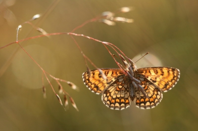 Aanvankelijk wachtte ik op een moment dat de vlinder met gesloten vleugels ergens zou gaan rusten zodat ik de onderkant van de vleugels zou kunnen fotograferen. Dat gebeurde niet. Uiteindelijk heb ik ervoor gekozen om het laatste avondlicht te gebruiken voor een tegenlichtopname.