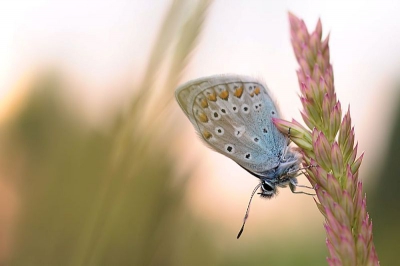 in de avond, tegenlicht, flauwe zon en veel wind
eenzaam en verdwaald blauwtje