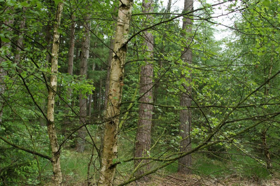 De foto is gemaakt tijdens een workshop in de regen in het mooie natuurgebied Fochteloeveen