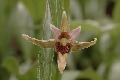 Al jaren hebben we hier een grote populatie van deze fraaie orchidee, die overigens kleiner is dan de naam doet vermoden.
