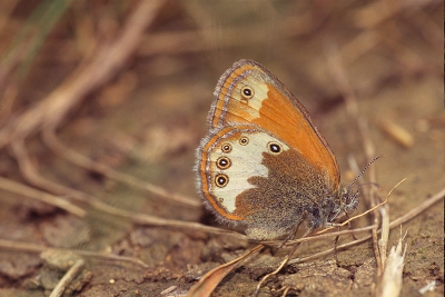 In een heel klein natuurgebiedje rond Torgny, Belgi, vlakbij de grens van Frankrijk, vloog naast vele dambordjes ook dit mooie, verse hooibeestje