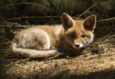 Tijdens een zoektocht naar wilde zwijnen lag dit welpje zo'n 25 m vanaf het pad in het zonnetje. Na een paar foto's vond ze ons toch een beetje vreemd en kroop ze in haar holletje. Wij zijn ook gelijk weer door gelopen, om ze verder niet te storen. Een erg leuke herinnering.