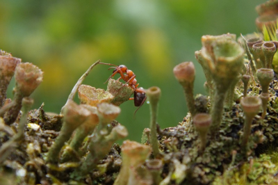 bewolkt met af en toe een bui. de foto heb ik gemaakt met de macrostand. kwam opeens voorbij terwijl ik een foto van het mos wilde maken.