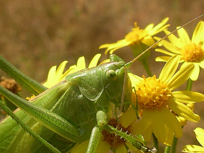 <i class='fa fa-user'></i> Frank_Stavenuiter | Grote Groene Sabelsprinkhaan  <i class='fa fa-eye'> 80</i>   <i class='fa fa-comment-o'> 3</i>