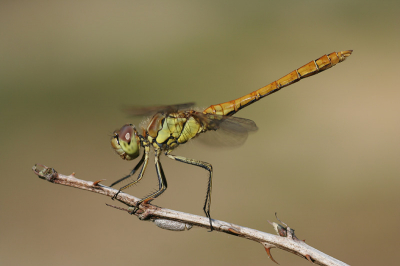 <i class='fa fa-user'></i> Ecoshot | Steenrode Heidelibel  <i class='fa fa-eye'> 128</i>   <i class='fa fa-comment-o'> 5</i>