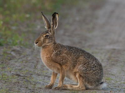 Vorige week naar Texel geweest voor een paar dagen, je gaat natuurlijk voor de vogels naar Texel maar soms kom je de prachtige hazen die er zijn onverwacht tegen.