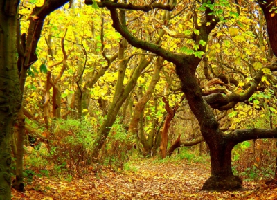 In de herfst genomen. Het was toen wel een mooie herfst met veel gekleurde bladeren. Het is hetzelfde paadje als van de donkere foto