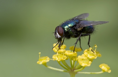 Toch maar eens een macrolens aangeschaft, omdat ik op deze site goede berichten over de Canon EF 100mm f/2.8L Macro IS USM had gelezen, heb ik daarvoor gekozen. Hier een eerste probeersel