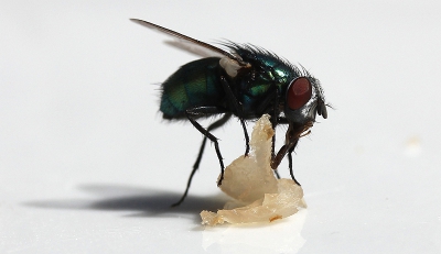 Wie niet luisteren wil moet op de foto. Na het eten kwam deze vlieg op m'n bord zitten en begon van een stukje coburger rauwe ham te eten. Uit de hand genomen met een 60 mm lens.
