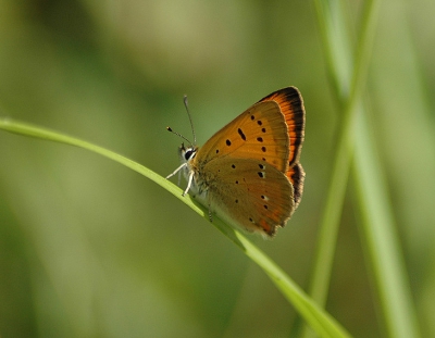<i class='fa fa-user'></i>&nbsp;Niels godijn&nbsp;| Morgenrood&nbsp; <i class='fa fa-eye'>&nbsp;239</i> &nbsp;<i class='fa fa-thumbs-up'>&nbsp;1</i> &nbsp; <i class='fa fa-comment-o'>&nbsp;2</i>