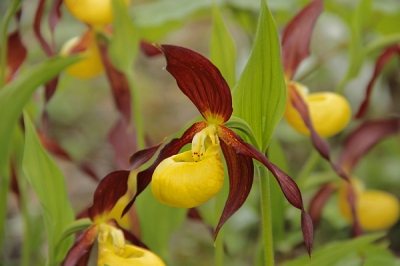 Bij zonnig weer ,tijdens een wandeling ontdekten we deze prachtige orchideen soort,en niet maar n maar een hele pol nog nooit eerder gezien .
Op mijn knieen in de stenen uit de hand genomen.