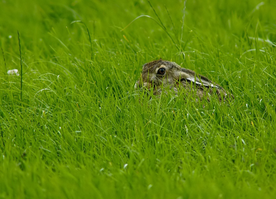 In volledige dekking dacht ie, alleen stak zijn vacht en oog wel erg af tegen het frisse jonge gras....