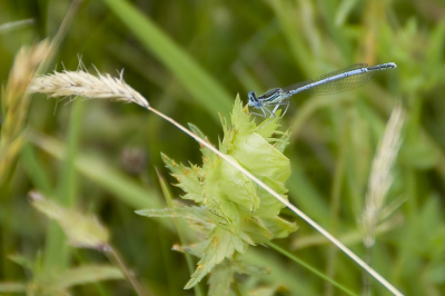 Tijdens de workshop landschapsfotografie niet alleen het landschap de moeite waard, maar ook de beestjes langs het water.