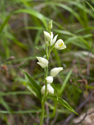 Een groot aantal van deze m.i. orchideen stonden vrij hoog tegen een berghelling.
Nooit gezien dus nieuwsgierig vandaar deze upload.