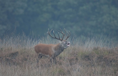 Vers van de pers!! Vanochtend eindelijk geluk. Valt toch niet mee in de vrije wildbaan, zeker als je je ook nog een beetje aan de terreinregels wilt houden. Alle kilometers toch niet voor niets geweest. Wel 'n nat pak 10 minuten later. It's all in the game!