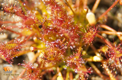 Gemaakt tijdens een Macro workshop in het Dwingelerveld na een flinke regenbui. Gemaakt met een serie tussenringen in combinatie met de lens EF 18-135.