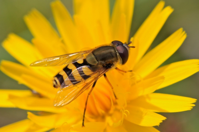 op zanderige heuvel in watrleidingduinen, op zoek naar sluipwespen, zat dit mannetje bosbandzweefvlieg.