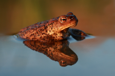 Gisteren ook nog andere foto's gemaakt, maar de pad was toch wel het leukste (op de Juffers en de prachtige wolken na :D). Deze foto vind ik vanwege de weerspiegeling van de pad en de kleuren in het water erg mooi. Ik lag zelf haast in het water en moest heel stil liggen zodat ik de mooie weerspiegeling kreeg.