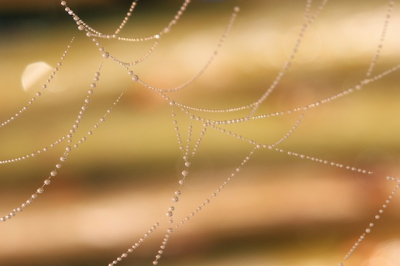 's ochtends vroeg, in eigen tuin, zon was net op en overal was een laagje dauw op. Zo ook op dit spinnenweb.
