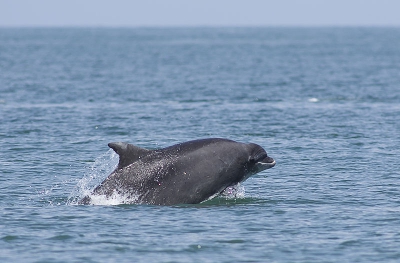 Een van de spaarzaam mooie dagen in Wales. Bij het kijken naar de sternen kolonie kwamen er plots 12 tuimelaars de baai in. Sommigen sprongen geheel uit het water (helaas niet op de foto). Deze kwam op de juiste plek boven water (daar waar ik de focus had). Let wel, dit is gewoon vanaf het strand, niks geen bootjes of zo...