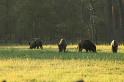 Zomaar op een vroege ochtend als het nog rustig is ! kan je ze nog in de weide's in het bos zien, enkele fietsers en weg zijn ze!