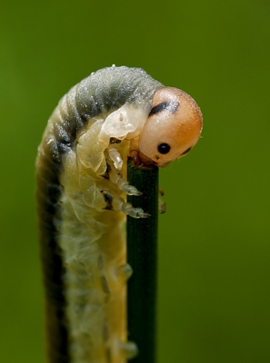 In het bos genomen met 45mm lens op monopod. Het kleine rupswachtige wezentje zat driftig te knabbelen op een stengeltje
