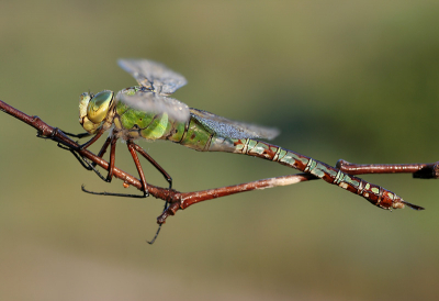 <i class='fa fa-user'></i> Ecoshot | Grote Keizerlibel  <i class='fa fa-eye'> 130</i>   <i class='fa fa-comment-o'> 4</i>
