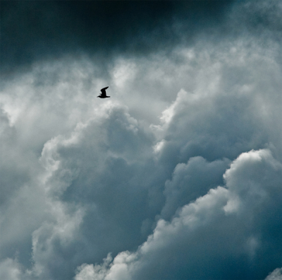 Voordat de regen naar beneden kwam vloog de zilvermeeuw naar veiliger oorden