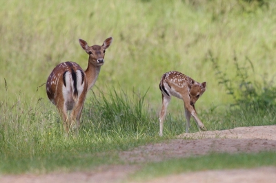 Vanmorgen in de duinen een mooie ontmoeting met Bambi. Helaas was het moment van korte duur, omdat er wandelaars aankwamen en de herten er vandoor gingen.