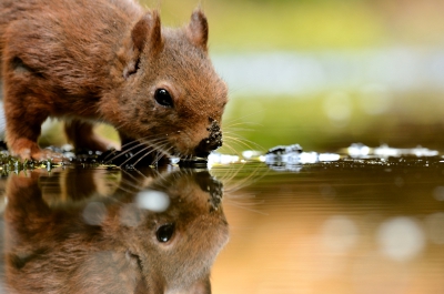 Vanuit de HBN Vogelhut vanaf een raamstatief. De eekhoorn had dorst van alle nootjes. Of waren het toch zoute pinda's... ;-)