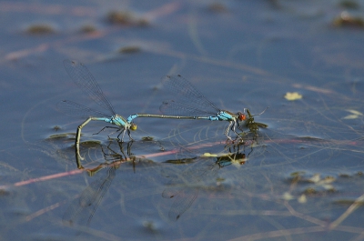 De paring vindt plaats in de oever. De eitjes worden in tandem afgezet in waterplanten.
20D - 100-400mm -1/1000 - f5.6 - ISO 400, uit de hand