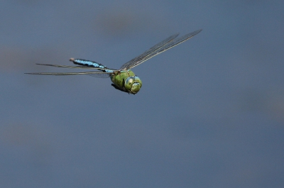 In de buurt van de roodoogjuffers vloog deze Gkl af en toe heen en weer.
20D - 100-400mm - 1/1600 - f5.6 - ISO 400, uit de hand.