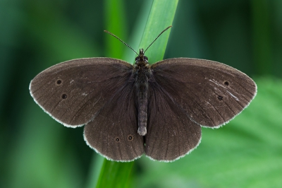 vanmorgen vroeg op de grens van een wei/bosrand waren een paar van deze vlindertjes zich aan het klaarstomen voor de dag.
Vanwege de begroeiing kon ik niet een echt goed standpunt vinden en besloot de vlinder er pontificaal en symmetrisch op te zetten.