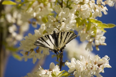 Deze geen crop van gemaakt om de grote hoeveelheid Acaciabloemen ook een beetje te laten zien.
Het was een lange laan met uitsluitend bloeiende Acacia's, schitterend!